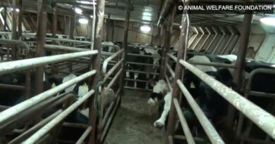 Transport maritime bétaillère