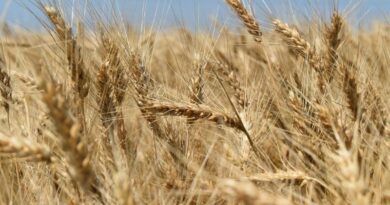 Céréales Ukraine Ferroviaire