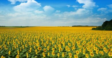 Oléagineux Logistique Russie Ukraine