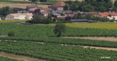 Vignes depuis colline de Biard