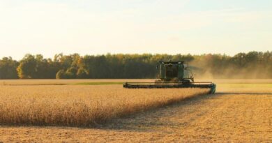La récolte céréalière 2025 a progressé de 4%