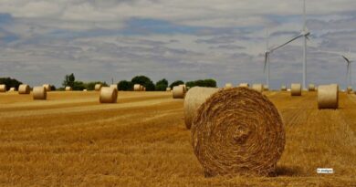 La campagne céréalière 2025/2026 s'annonce meilleure pour les ports français.