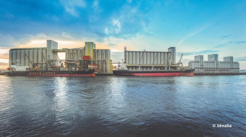 Sénalia subi les effets de la pire récolte de blé des quatre dernières décennies.